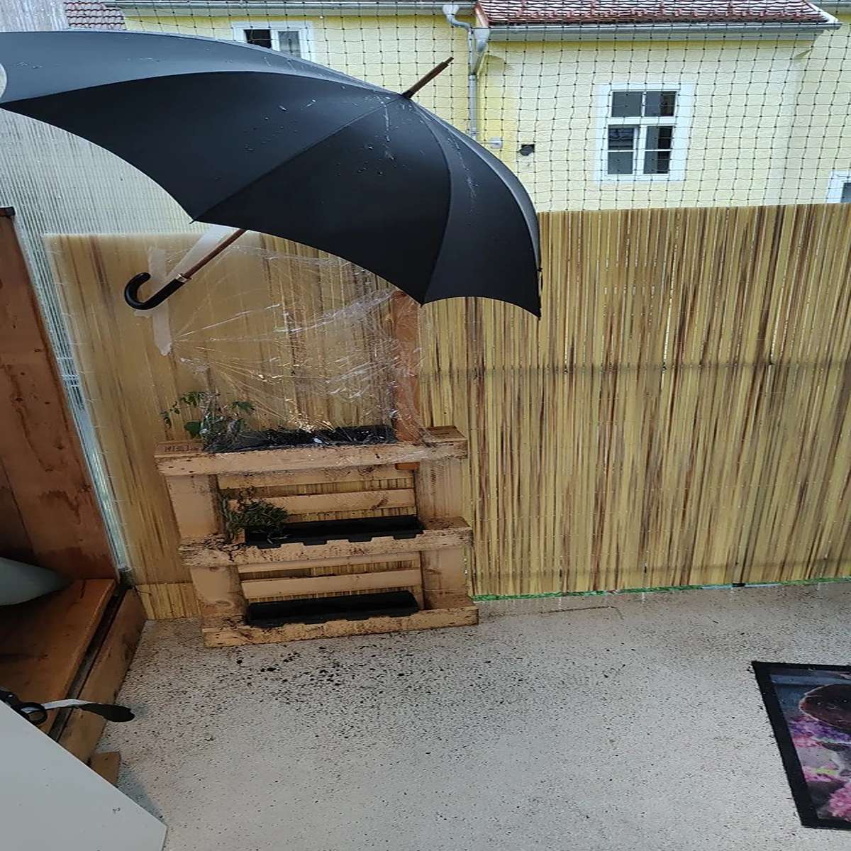 Got home and my fiancee told me my young tomato plant was drowning cause it's literally pissing down. So I changed some of the earth to dry earth and... Well, gave it an umbrella. If it works for me, why shouldn't it work for plants?