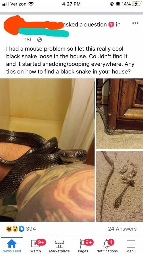 crazy FB posts - floor - Verizon A News Feed 394 9 Watch asked a question 18h S I had a mouse problem so I let this really cool black snake loose in the house. Couldn't find it and it started sheddingpooping everywhere. Any tips on how to find a black sna