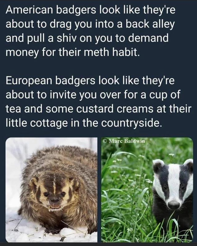 funny tweets and memes - fauna - American badgers look they're about to drag you into a back alley and pull a shiv on you to demand money for their meth habit. European badgers look they're about to invite you over for a cup of tea and some custard creams