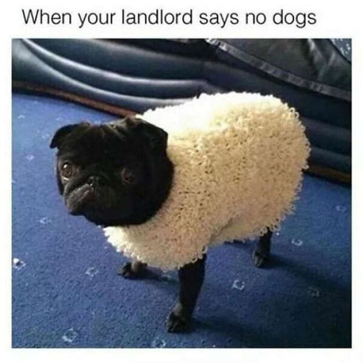 “When Your Landlord Says ‘No Dogs!'”