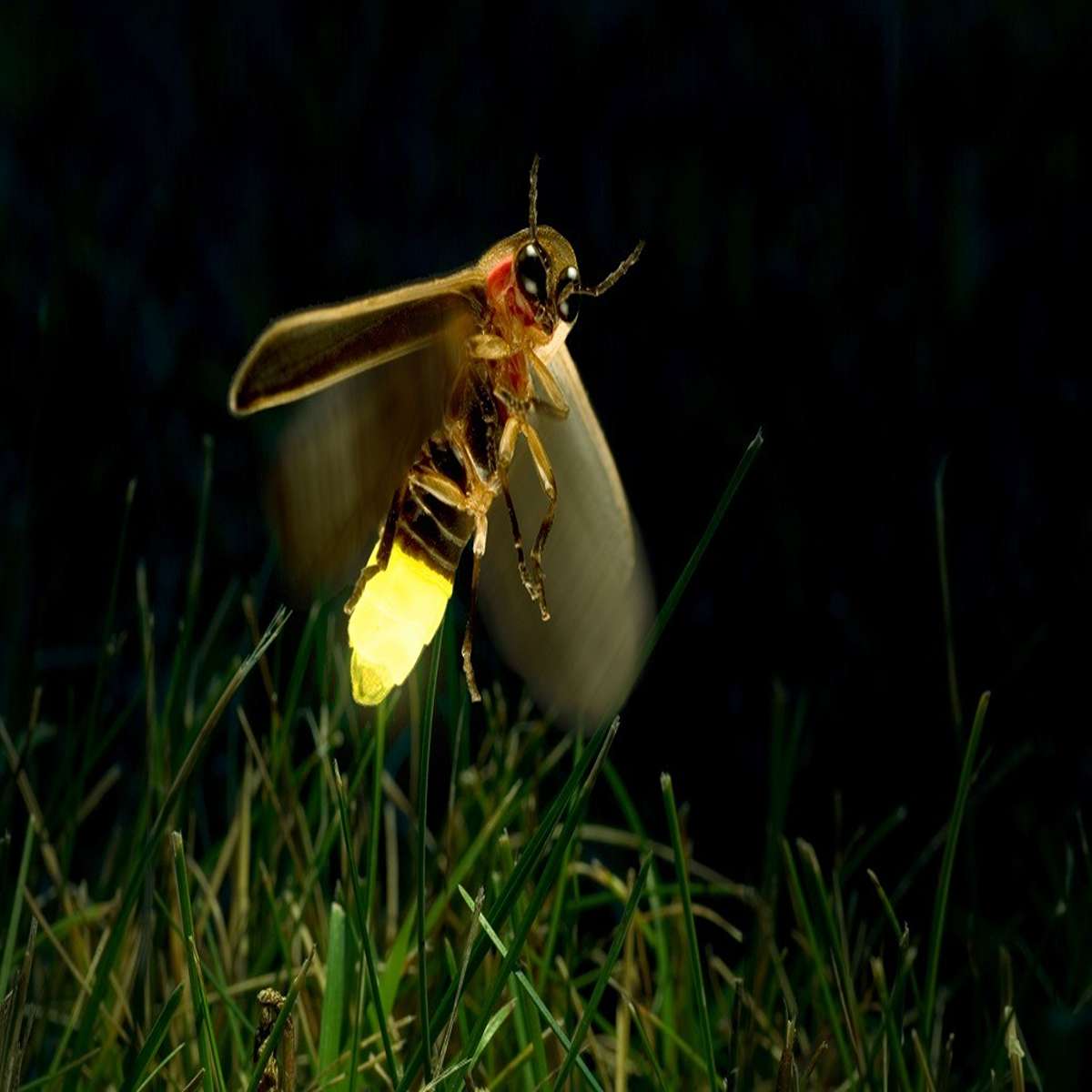 Fireflies don’t eat. They do all of their eating as larvae (glow worms.)