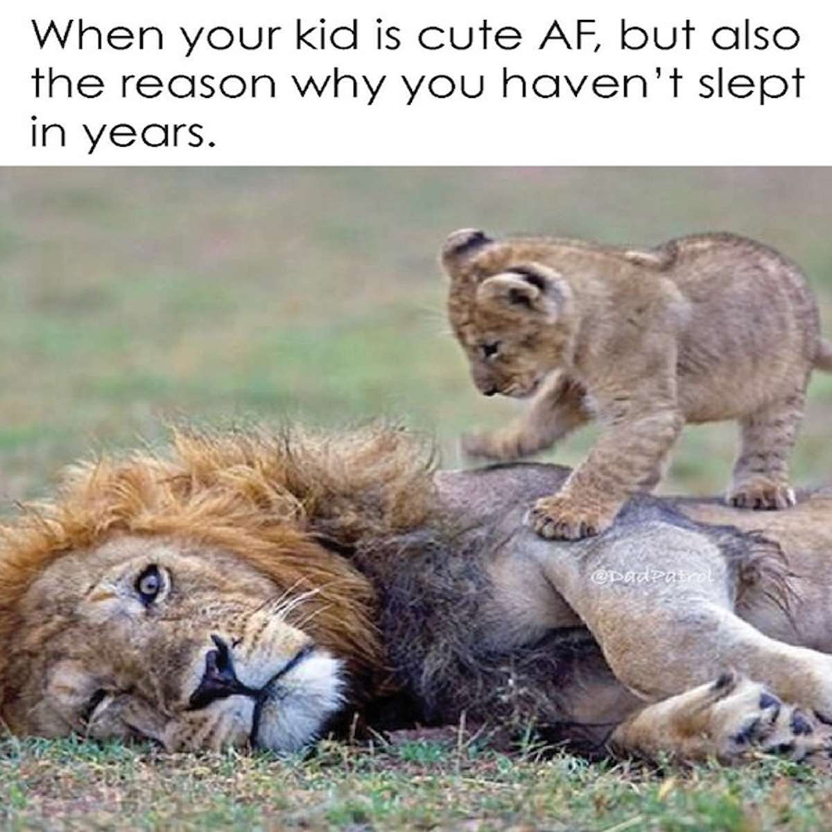 dank memes - wildlife - When your kid is cute Af, but also the reason why you haven't slept in years.