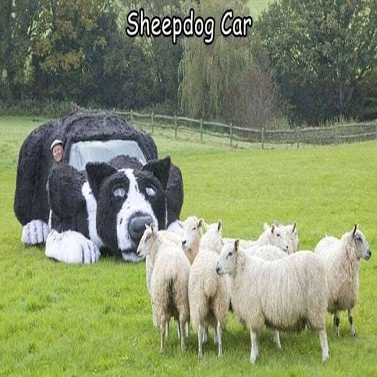 dank memes - sheep - Sheepdog Car