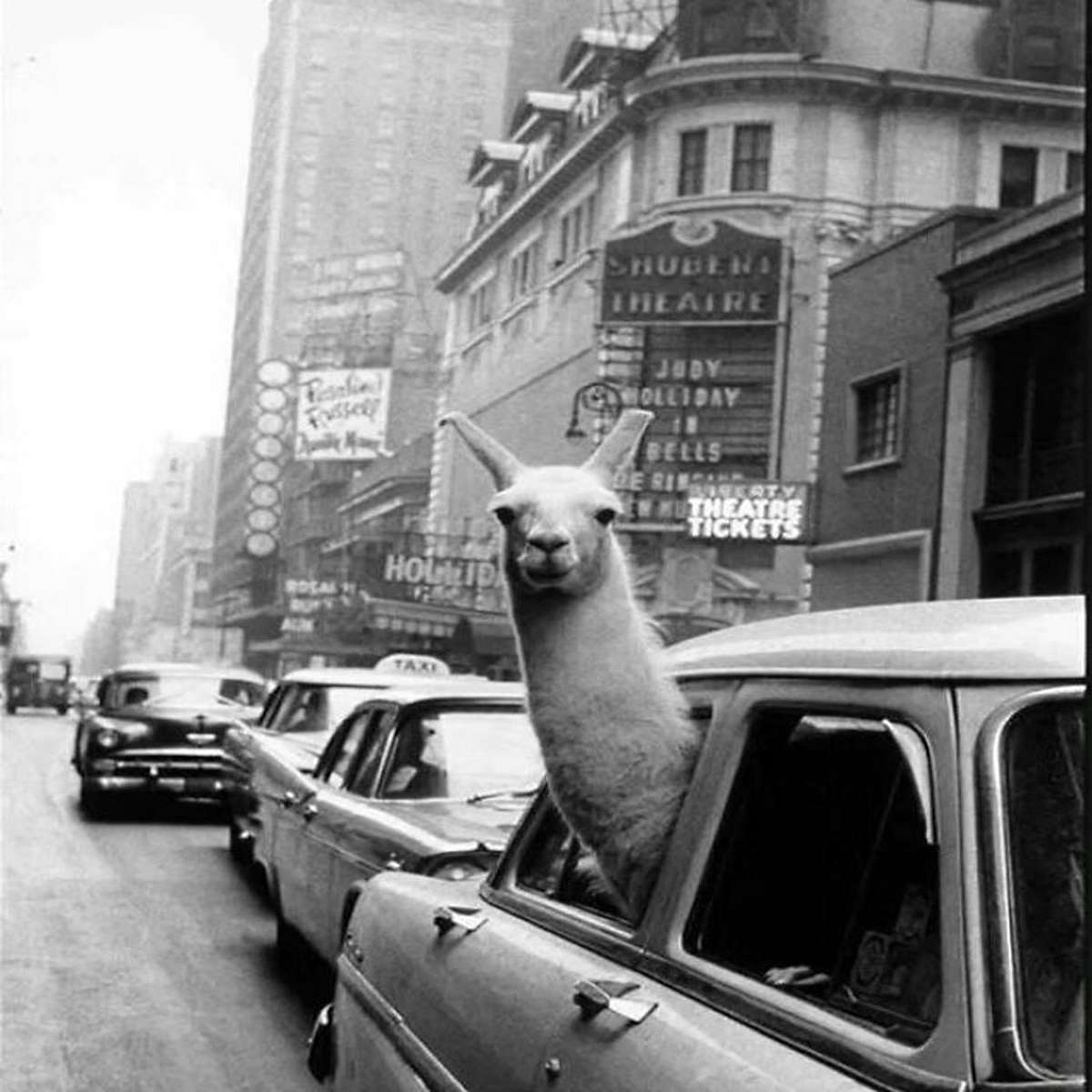 A Llama Takes A Tour Around Times Square, NYC, 1957