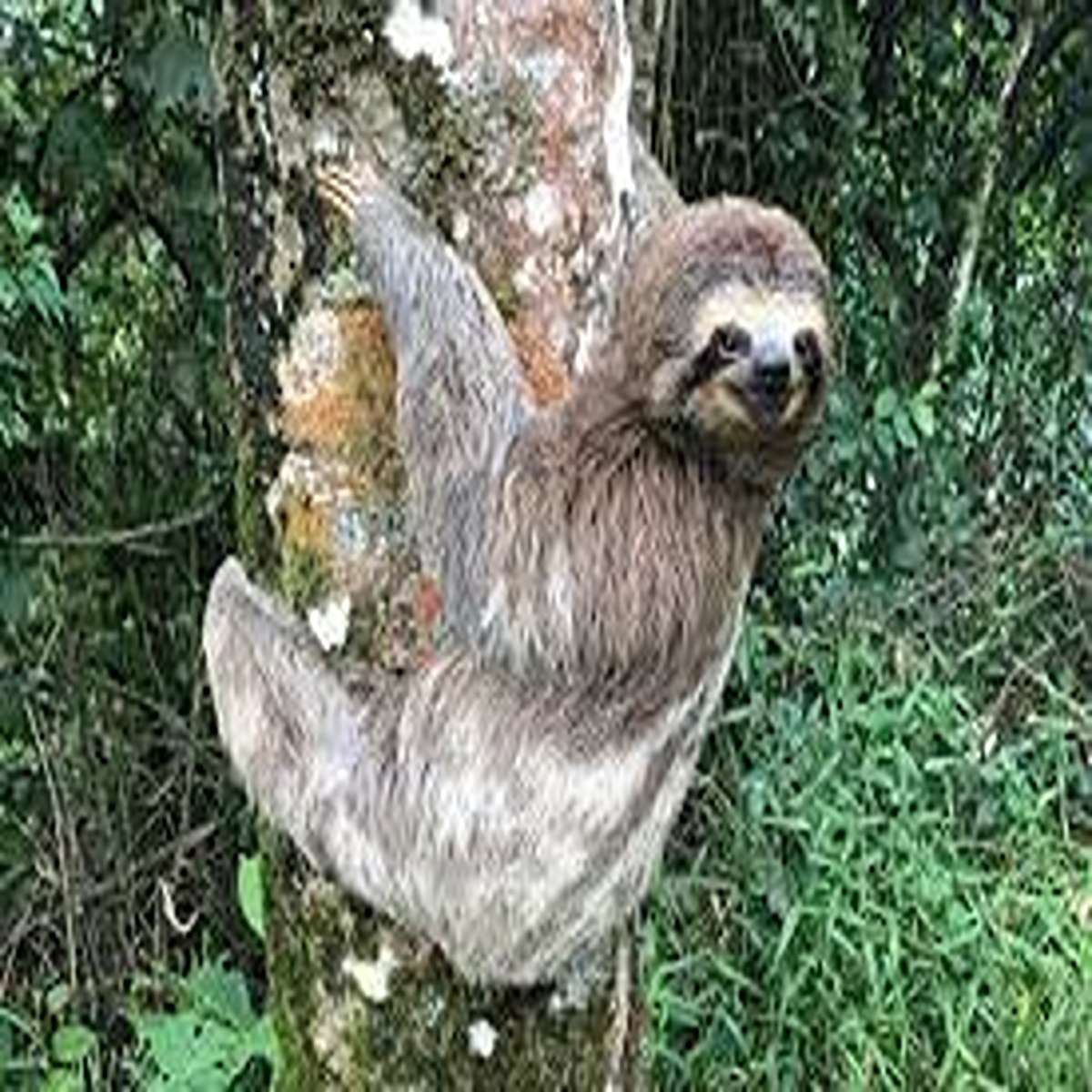 Now, sloths hang from trees. And when they die, they don't let go of the tree. So if you're ever in the rainforest, and you happen to see a sloth hanging from a tree, poke it with a long stick to see if it's still alive. But remember, they have a really s
