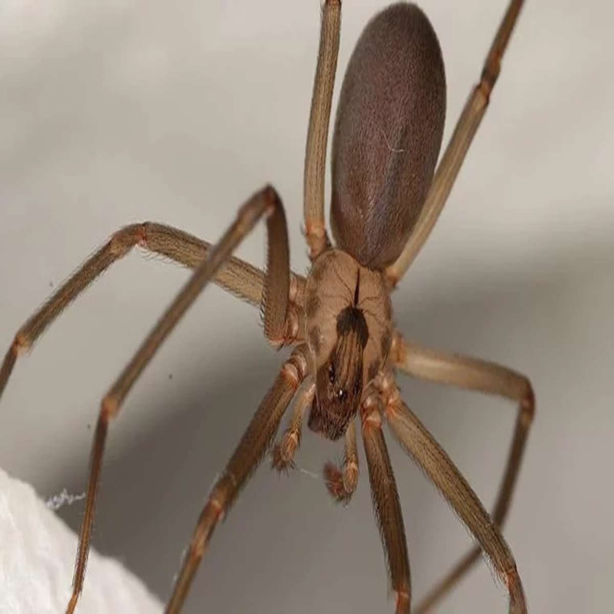 Certain species of spider, like the brown recluse, the way their venom works is that it makes your blood cells explode.
