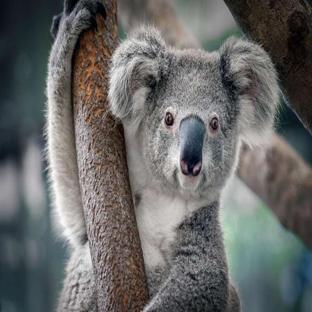 Koalas actually have fingerprints and they're very similar to humans'. They also have chlamydia.