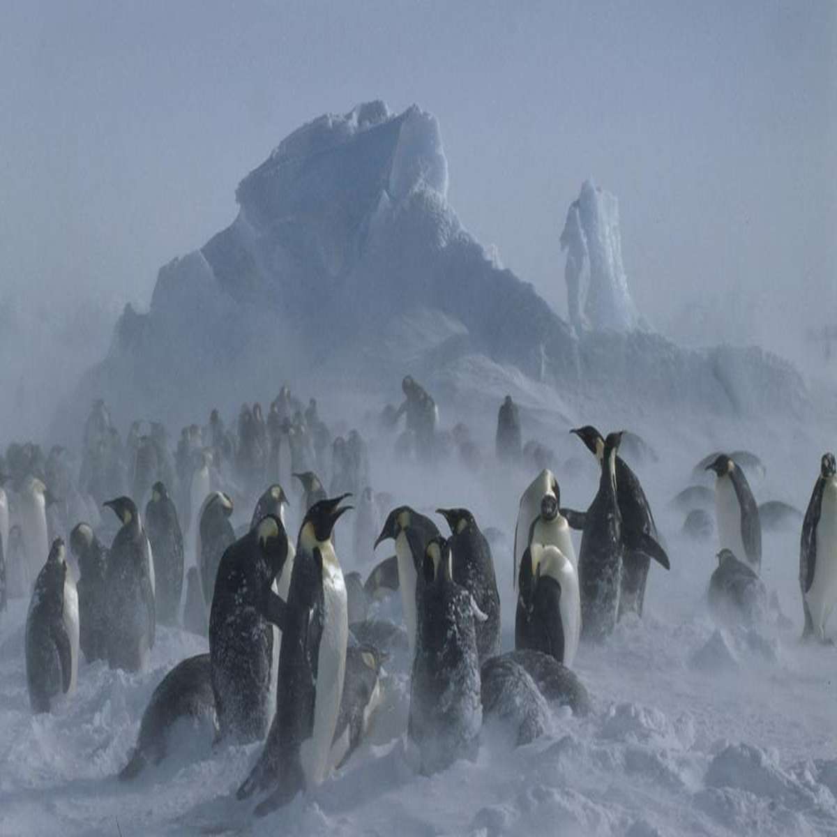 3% of the ice in Antarctica is just penguin [pee].