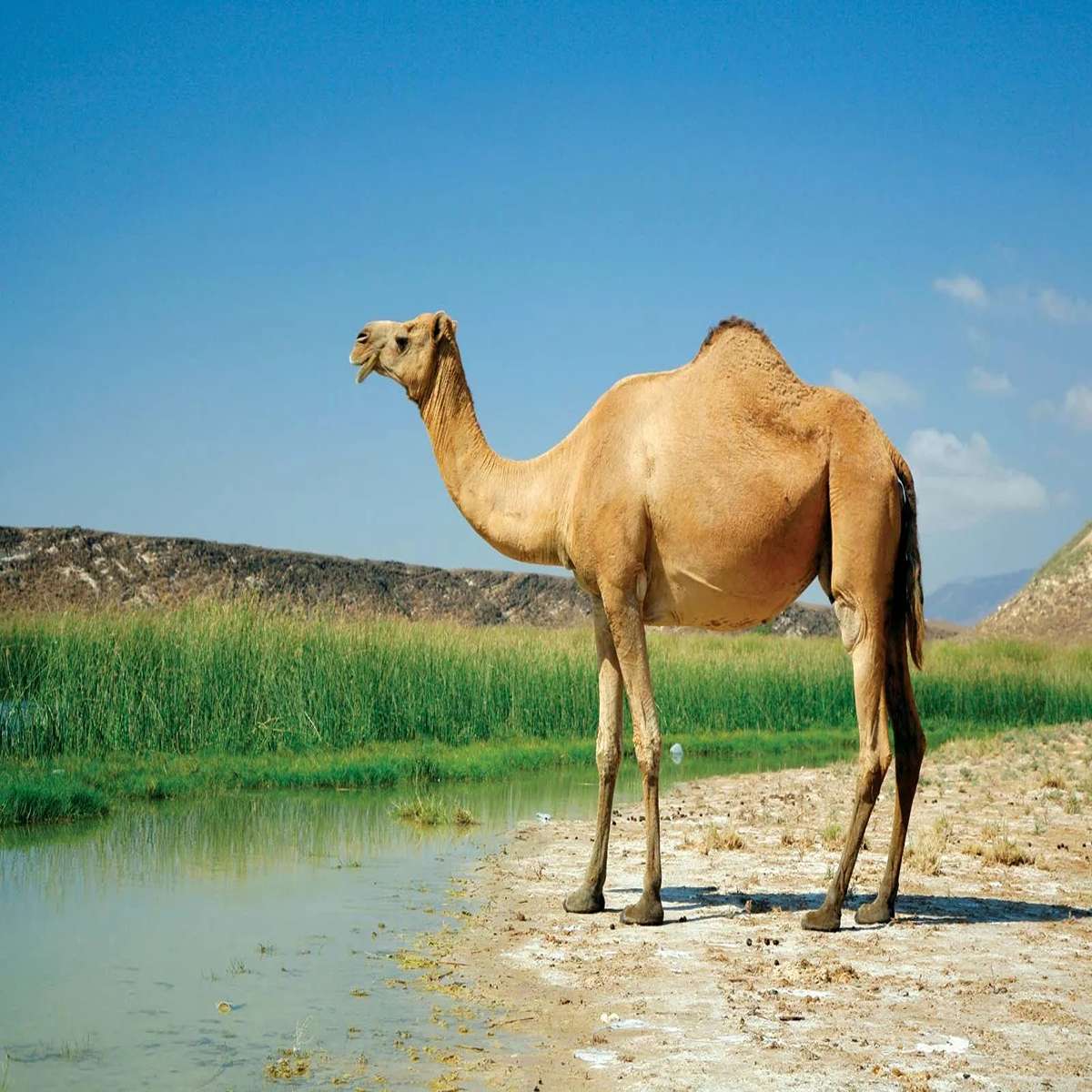 When a camel pees, its urine is as thick as maple syrup.