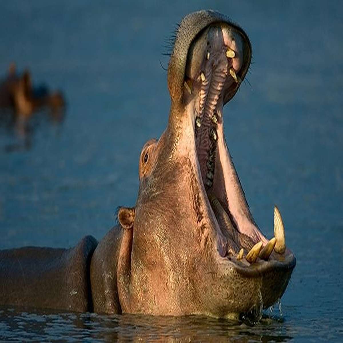 Hippos are responsible for about 500 human deaths a year. They are way more likely to kill you than a crocodile. And they like to fling their [poop] at each other because they think it's funny.