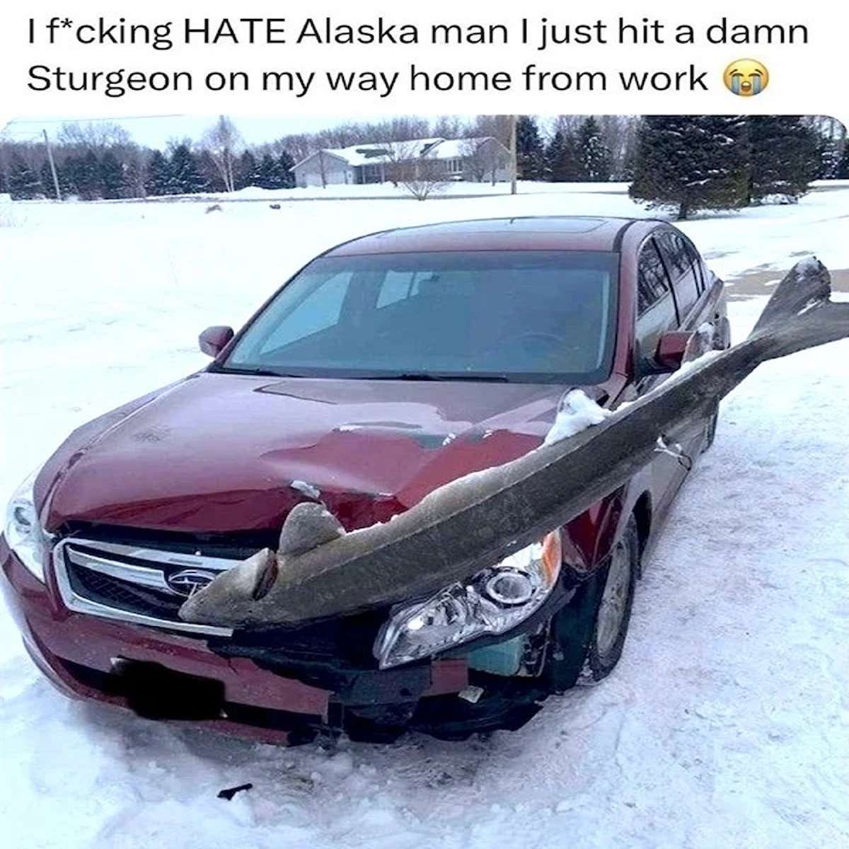 fresh memes - fish stuck in car - I fcking Hate Alaska man I just hit a damn Sturgeon on my way home from work