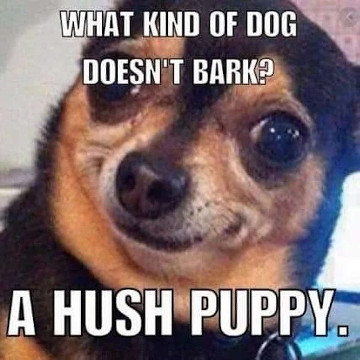 fresh memes - funny meme puns - What Kind Of Dog Doesn'T Bark? 11 A Hush Puppy.