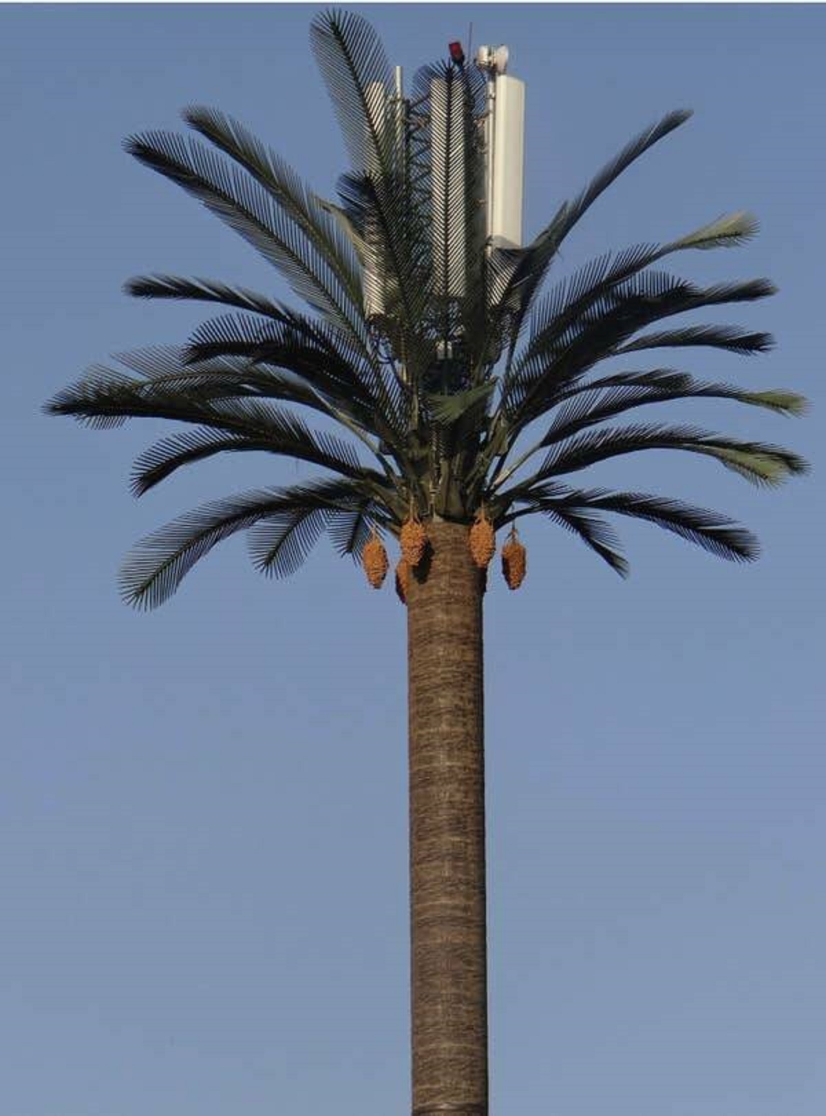 Morocco hides ugly utility poles under much prettier fake palm trees.