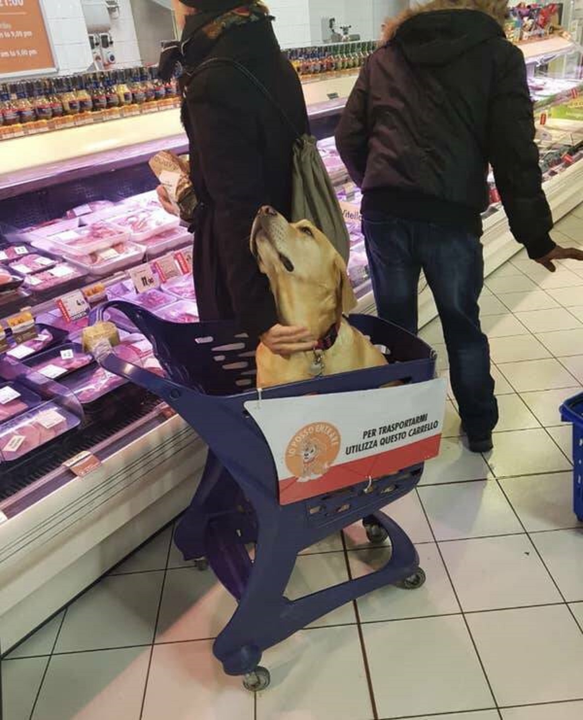 Italy has pet carts at grocery stores, so you don't have to leave your dog outside while you shop.
