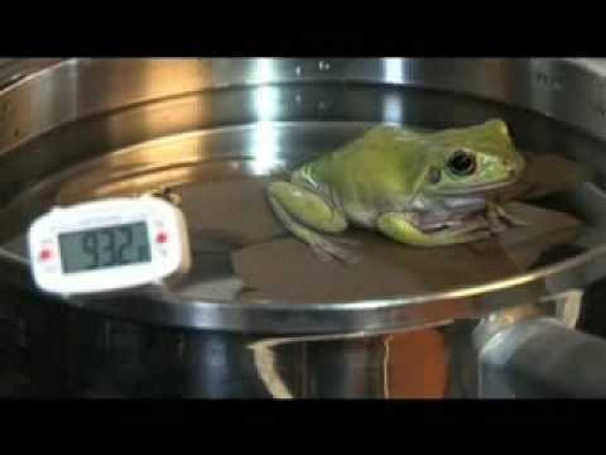 Boiling frogs.

Frogs jump out of water when it gets too warm for them.