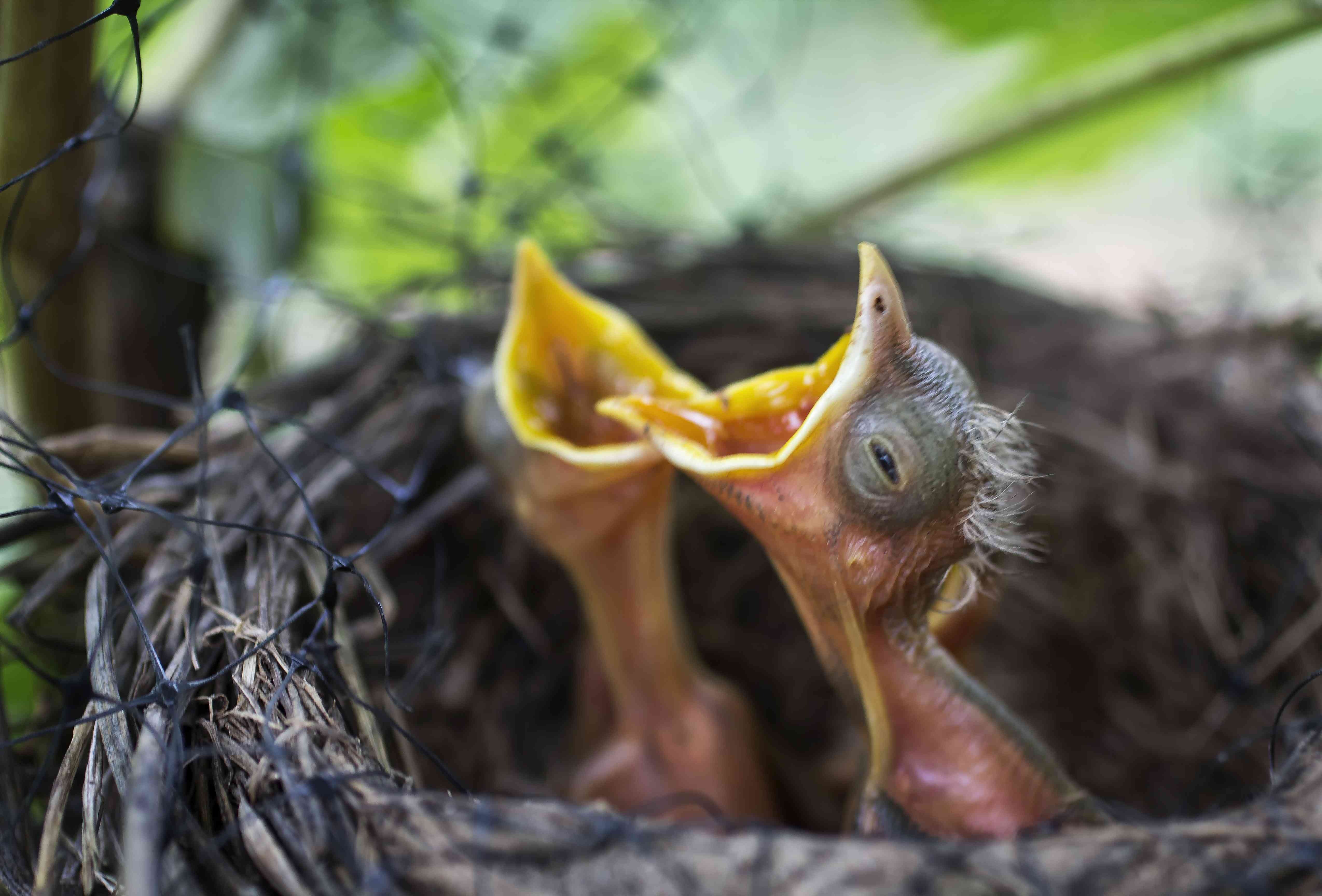 That touching baby birds or rabbits will cause their mothers to reject them because they smell like human. They absolutely will not. Don't go messing with babies for kicks, but if you can put a baby (that you are 100% sure belongs there) back in it's nest, do so. If you aren't sure, call a wildlife rehabilitator so you're not putting fledgelings where they don't belong.