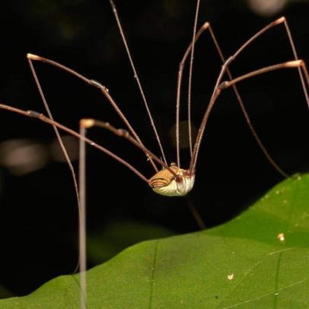 That daddy long legs are the most venomous spiders in the world, but their fangs just aren’t big enough to spread enough venom. Edit: I’m referring to cellar spiders. Daddy long legs is vague term that describes several types of arachnids, none of them are venomous though.