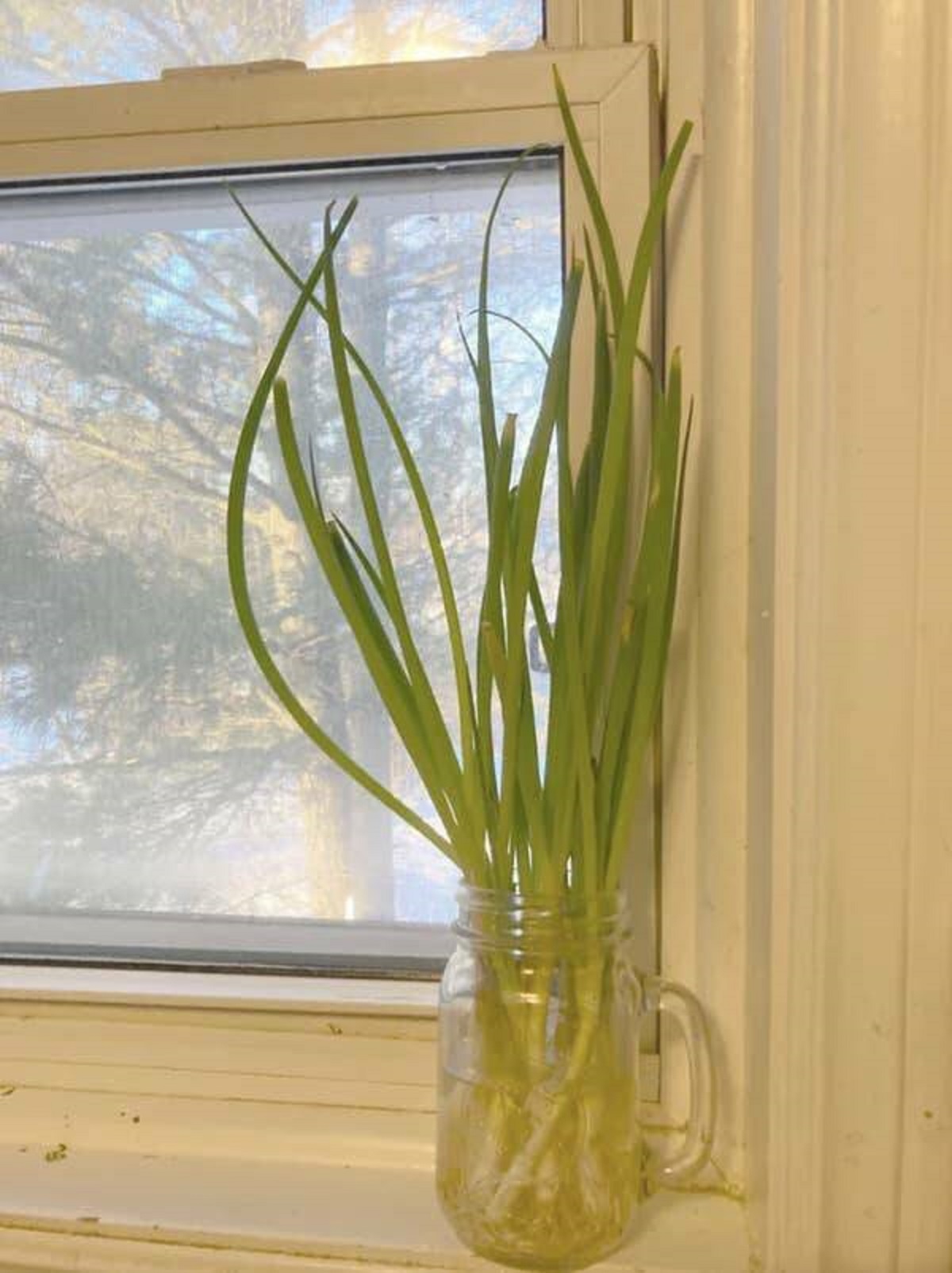 "For a nearly endless green onion hack, save the white ends (with the roots attached) of your green onions and place them in a jar of water somewhere that gets sunlight. "Spring onions in water work almost too well. Infinite greens!""