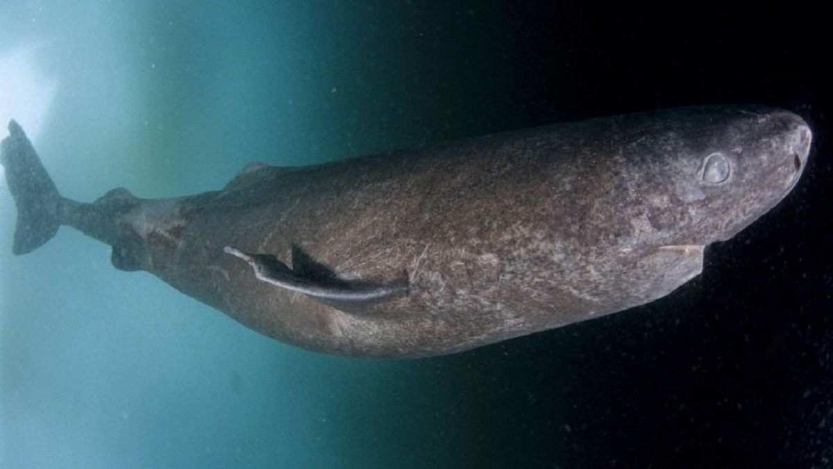 that the meat of the Greenland shark is very toxic. If eaten without being treated, the effects on the body are very similar to drunkenness.