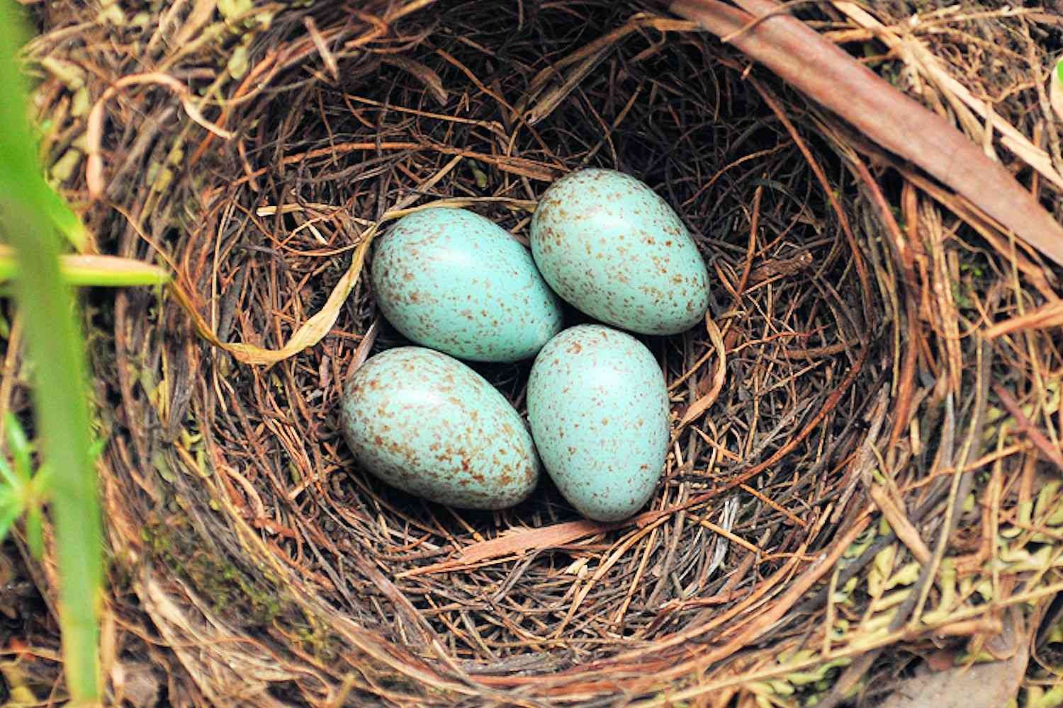 that in the United States, it is illegal to remove or destroy a nest that has eggs in it or young birds still dependent on it for survival. It is also illegal for anyone to keep a nest they take out of a tree or find on the ground unless they have a permit.