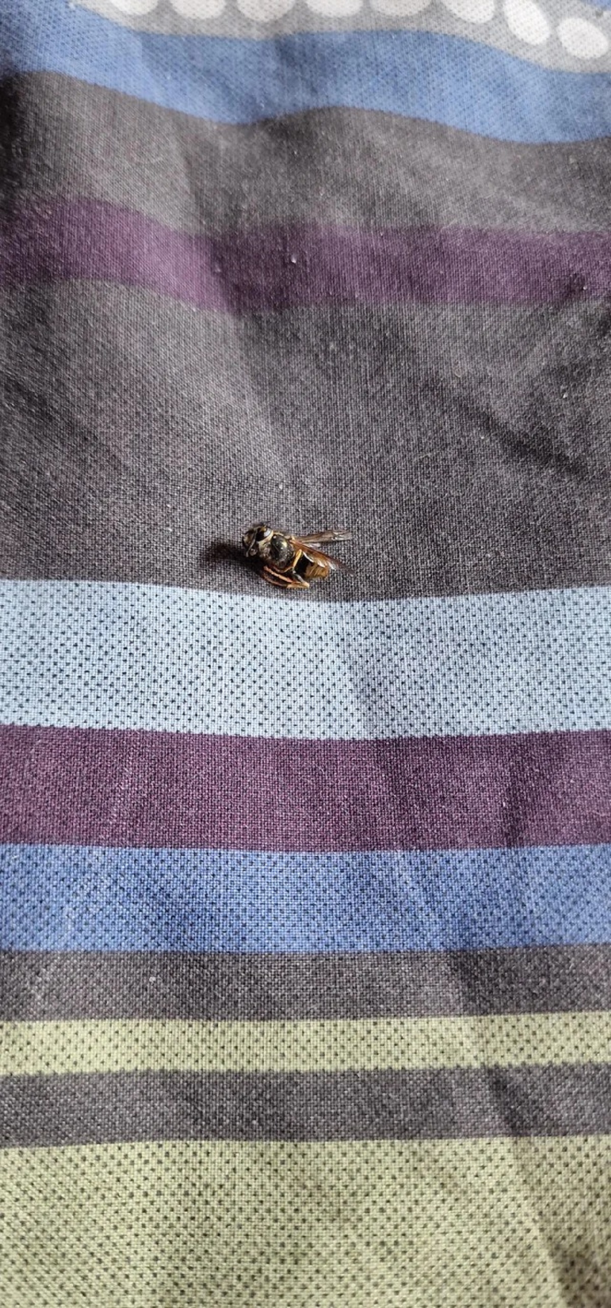 This little guy's sting was my alarm clock today