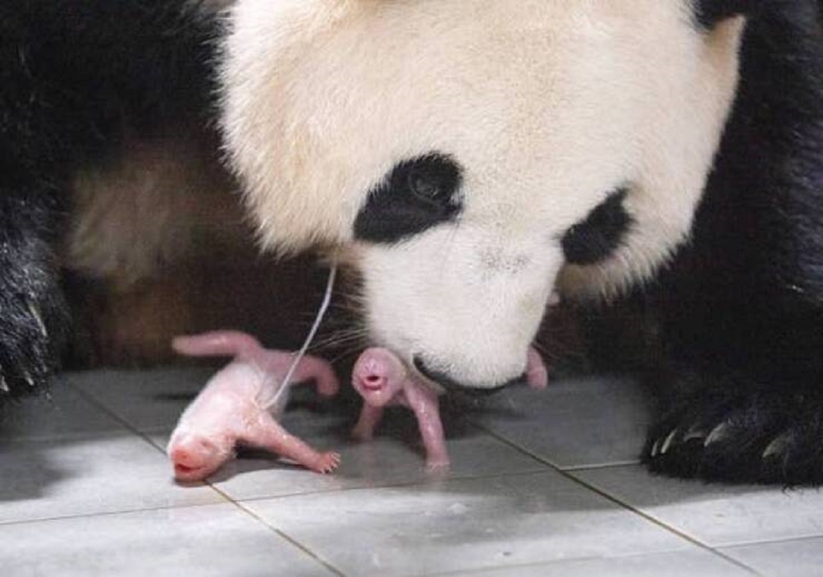 fascinating photos - panda twins born in south korea