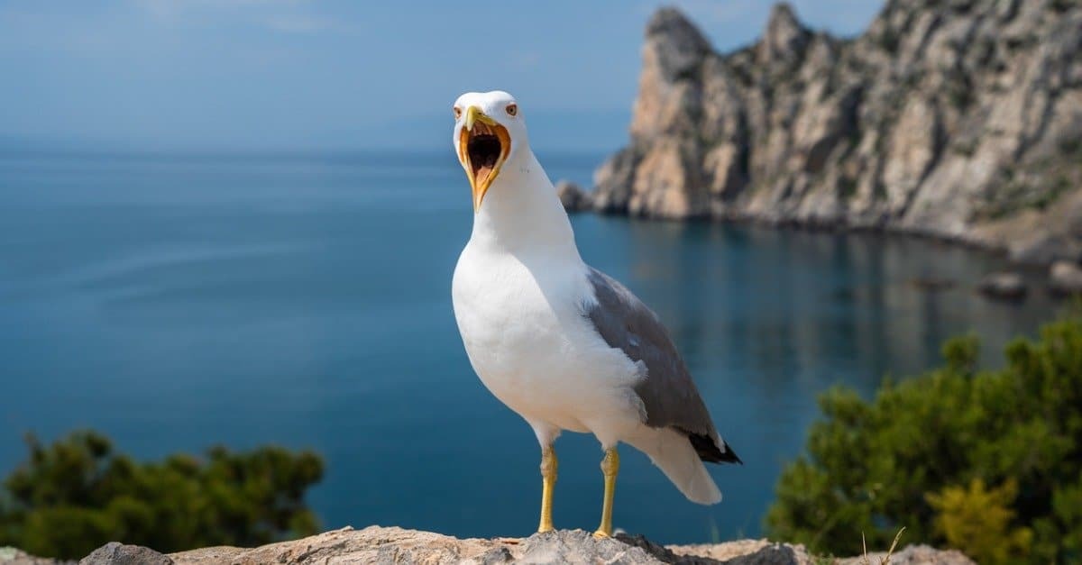 I've been pooped on by a bird. Getting pooped on by a bird has roughly a chance of 1 in 5 million. HOWEVER... I think the chances of WHERE I was pooped on make the probability ratio even larger. See... I had a seagull poop and the poop landed PERFECTLY on the breast pocket of the polo shirt I was wearing that day. I have refused to eat at the Ivar's on the Seattle waterfront for decades now.