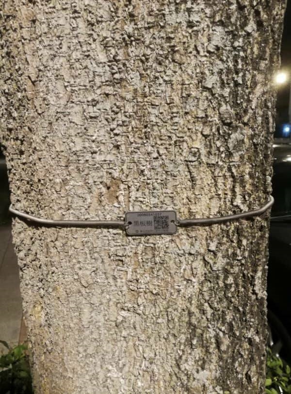 In Taiwan, trees have QR codes on them so you can learn more about the tree.