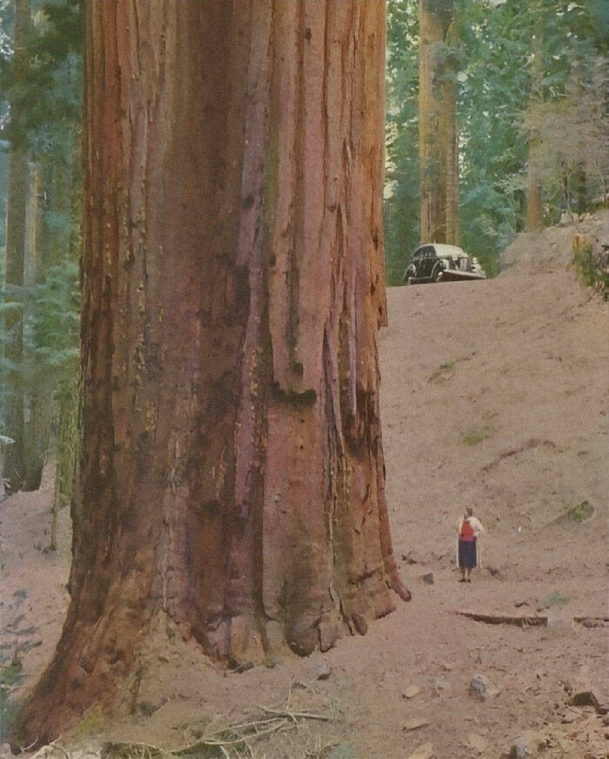 "Coastal Redwoods Are A Thing To Admire"