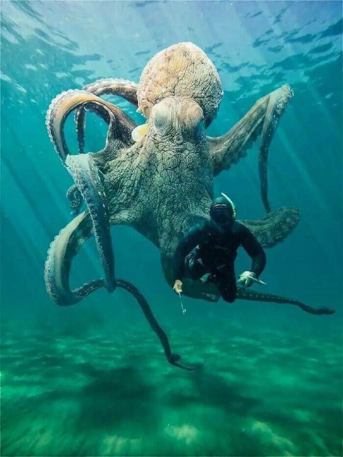 "Imagine Just Enjoying A Swim Underwater And This Big Boy Coming Up Behind You"