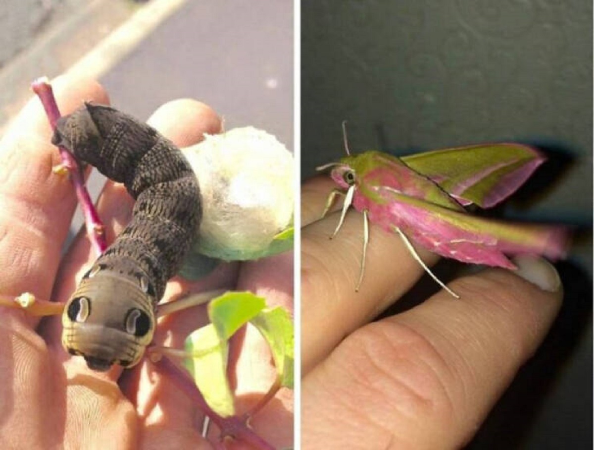 “Found a Caterpillar last year and kept him. Today he woke up”