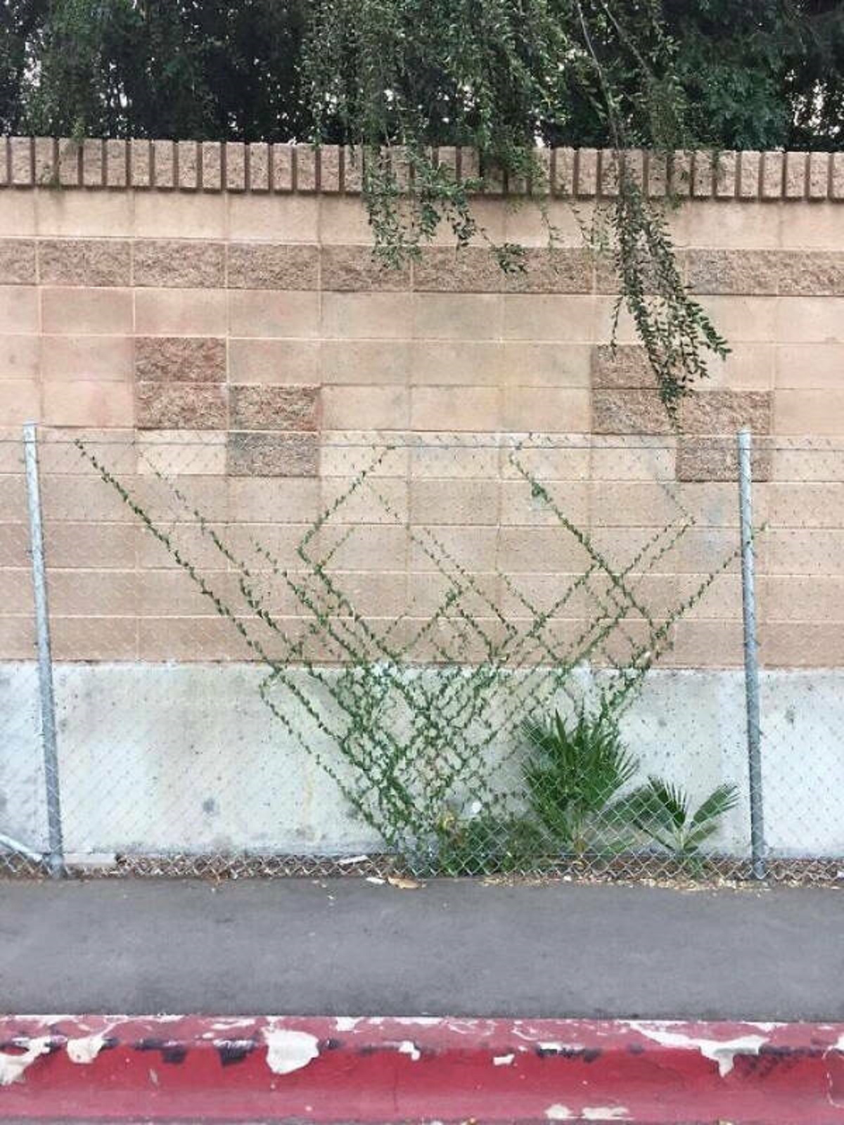“This plant growing along the chains of a fence”
