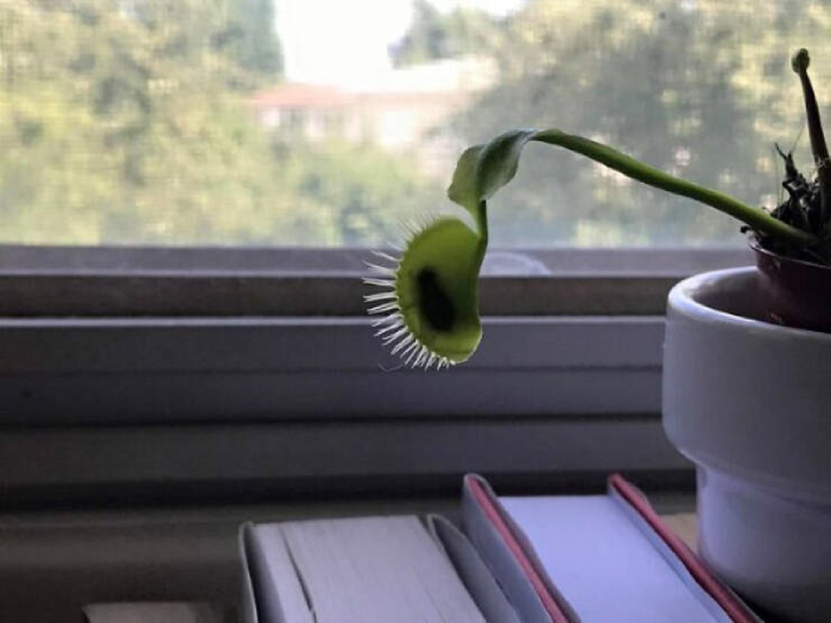 “My flytrap actually caught a fly”