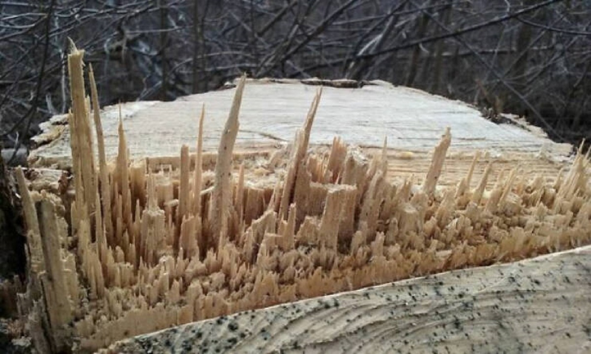 “The way this wood split looks to me like a city skyline.”