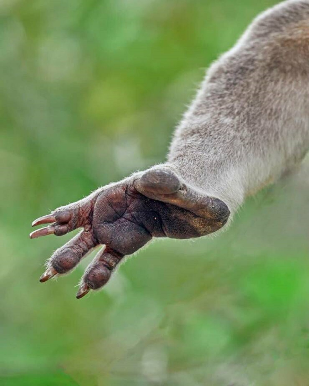 Koalas have fingerprints that are extremely similar to human fingerprints: