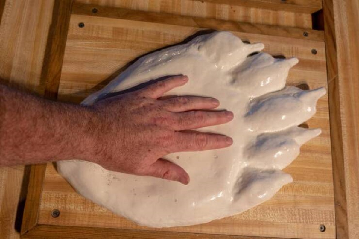 This is how big a human hand is compared with a polar bear's footprint: