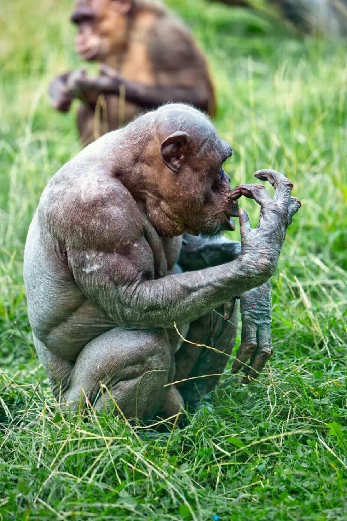 This picture of a hairless chimpanzee really demonstrates just how absolutely yoked chimps are: