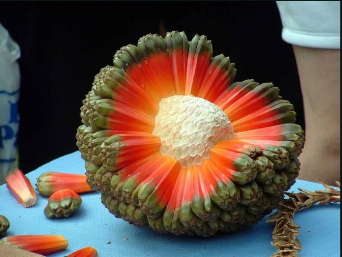 A fruit named Hala looks like an exploding planet and tastes like sugarcane.