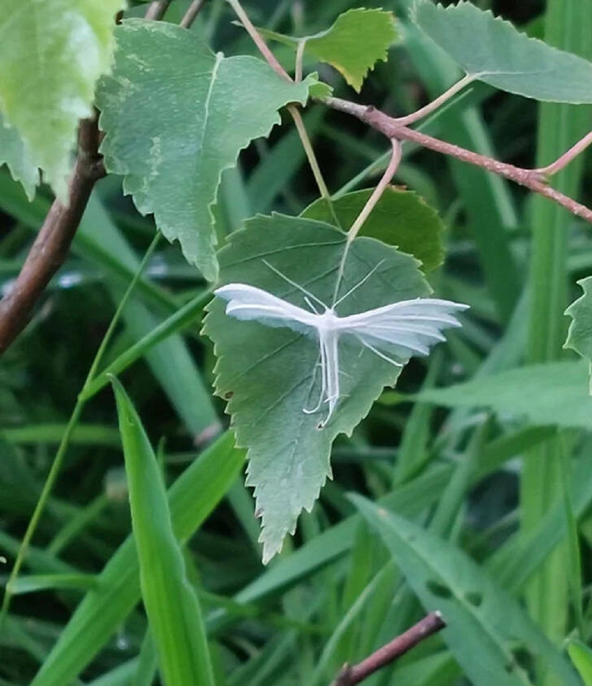 “This moth in my garden.”