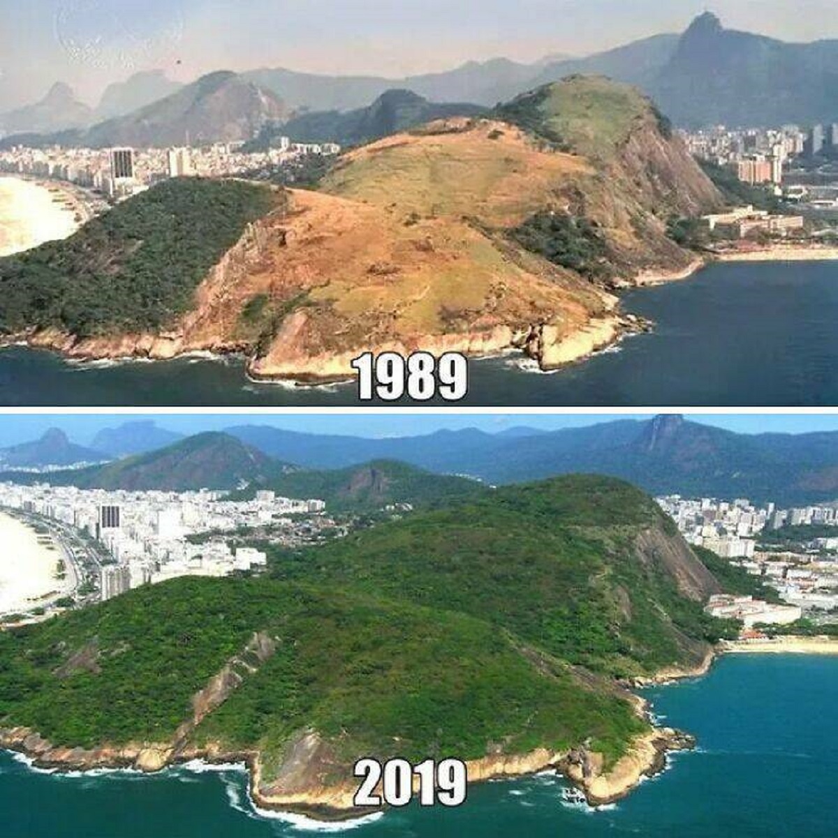 "Rio De Janeiro's Reforestation"