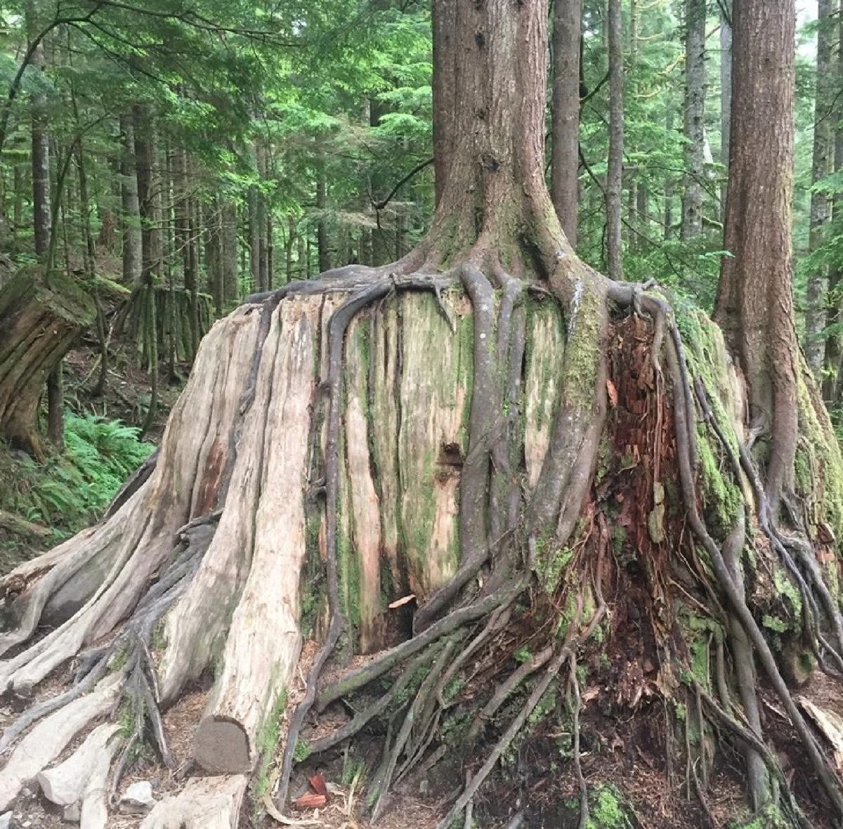 “A large tree was cut down years ago. Another tree grew on top of it.”