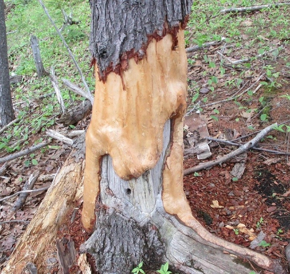 “Due to years of beaver damage, this tree now looks like it’s melting.”