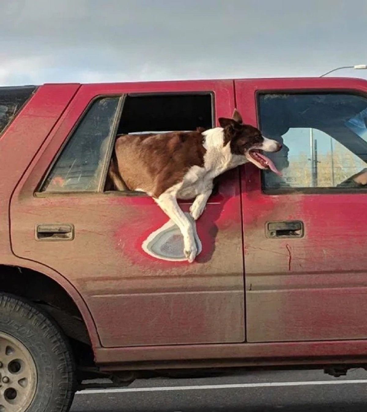 “The amount of time this dog has leaned out their window”