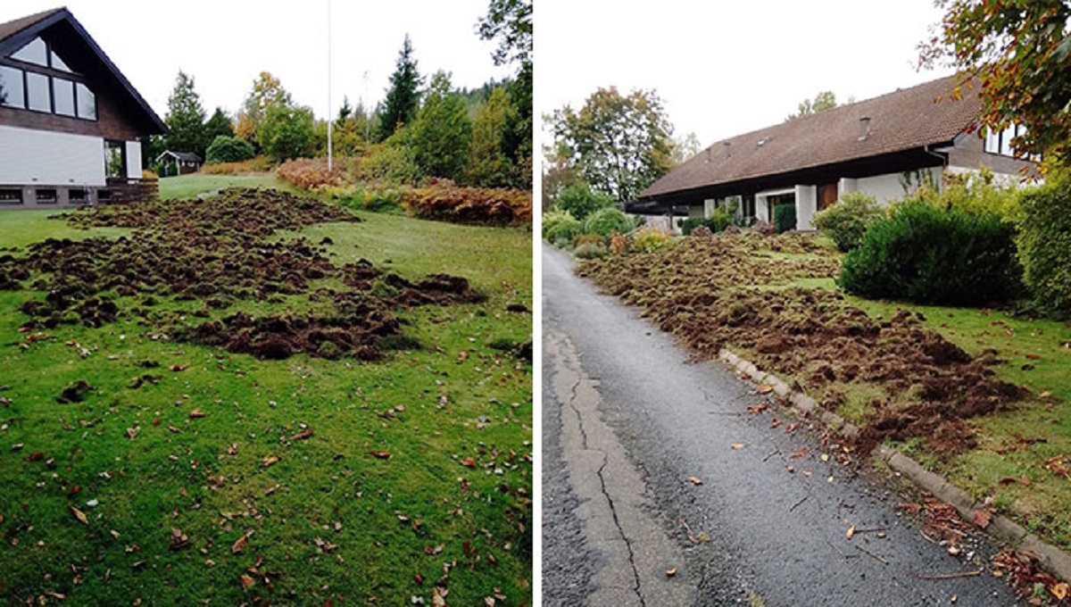 My Grandparent's Lawn Got Raided By Boars Overnight