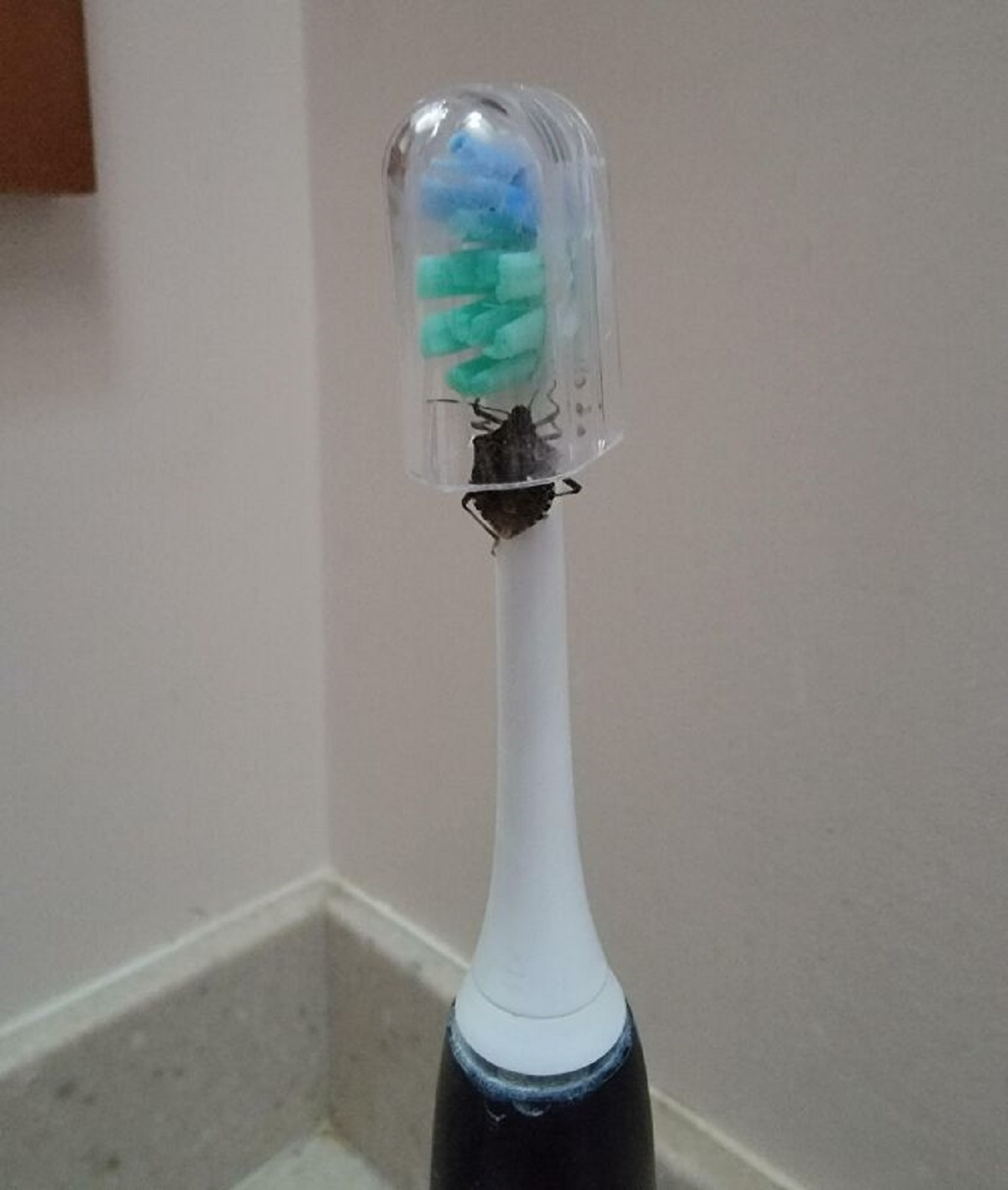 I Thought I Was So Smart For Keeping A Cover On My Toothbrush At All Times