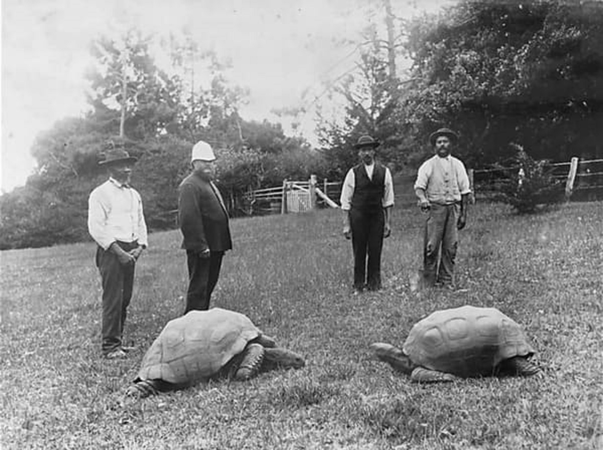 Jonathan (Left), The Oldest Living Tortoise At About 187 Years Old, 1886