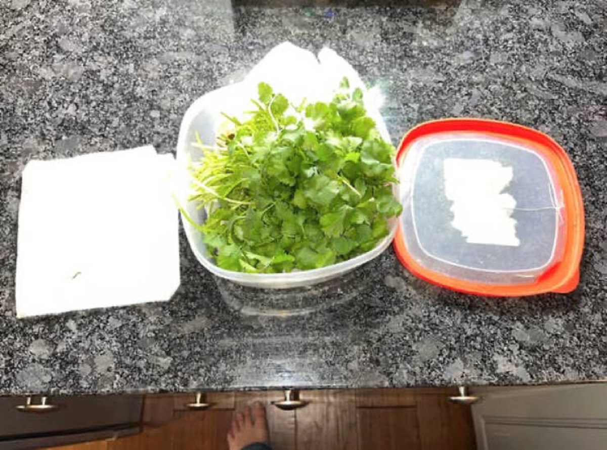 "An absolute revolution for herbs. This cilantro is two weeks old (after vacation). It’s as if it were picked today. I put paper towel on bottom, rinse and untied the cilantro, and put more paper towel on top. Then, sealed in container. Wow!"