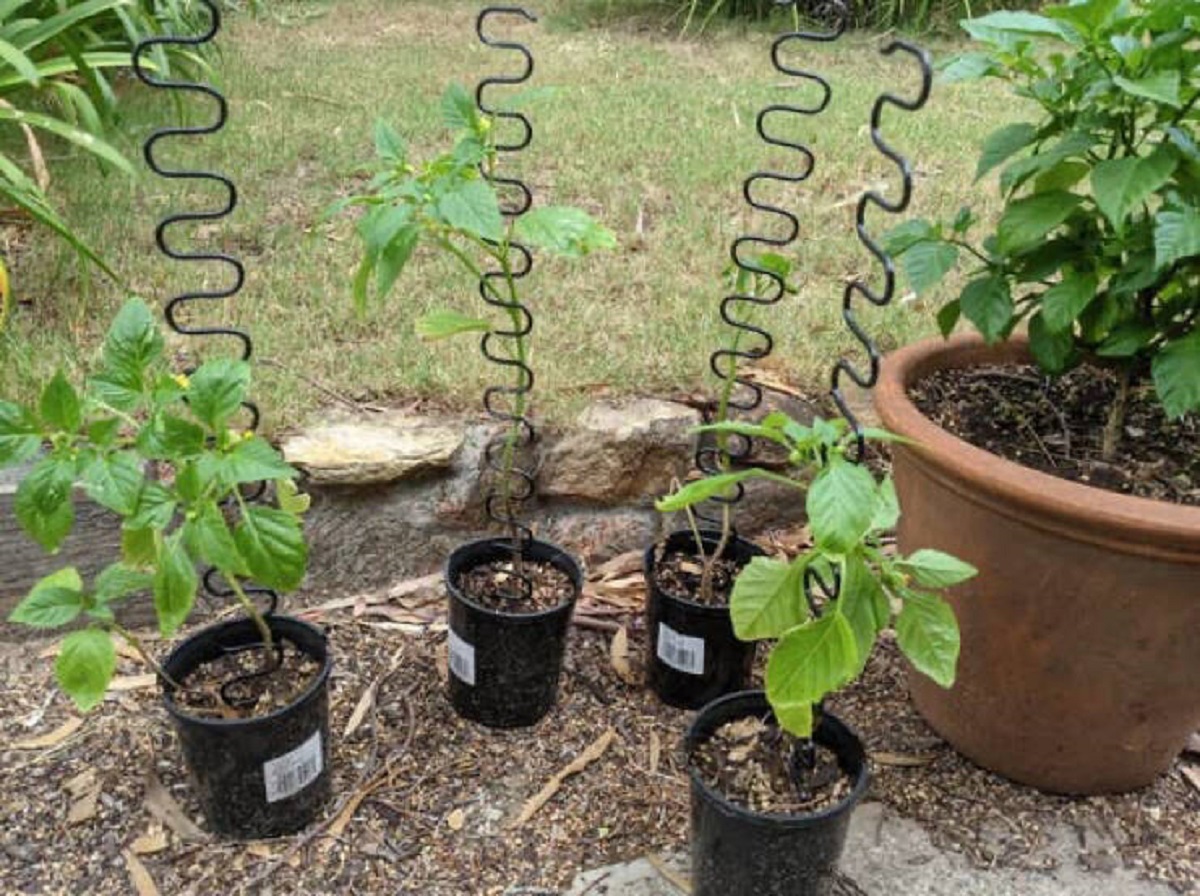 "Seems that old couch springs make for pretty good plant climbers."