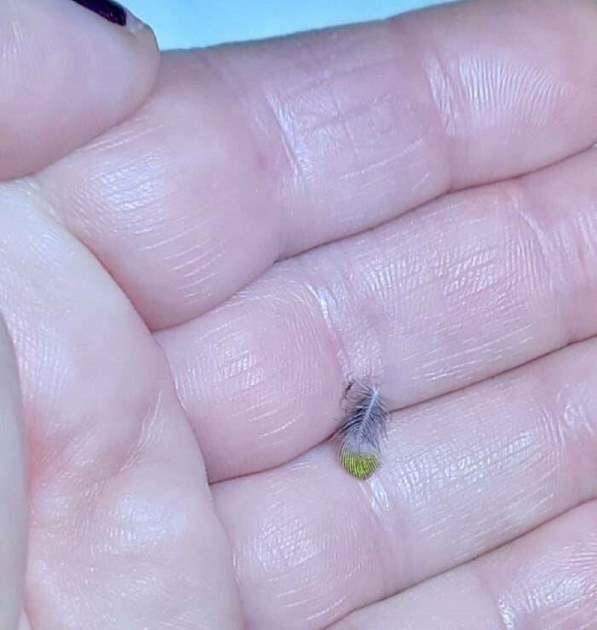 This is how incredibly small a hummingbird feather is: