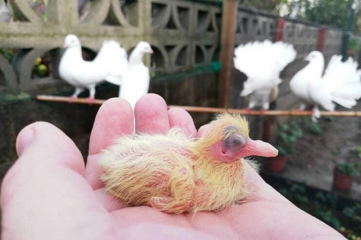 This is what a baby pigeon looks like: